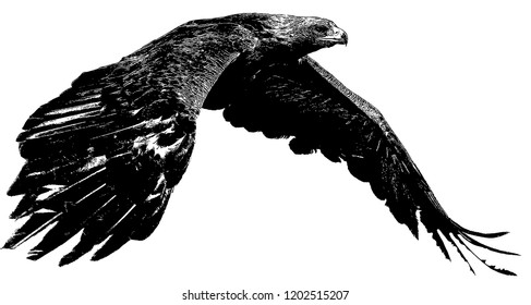 vector de la mosca del águila negra y blanca
