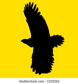 eagle flying
