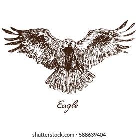 Eagle flying, with inscription, hand drawn doodle, sketch in pop art style, vector illustration