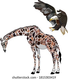 Eagle flying over the Giraffe, Beautiful illustration of animal, Bird attacking to a tall mammal