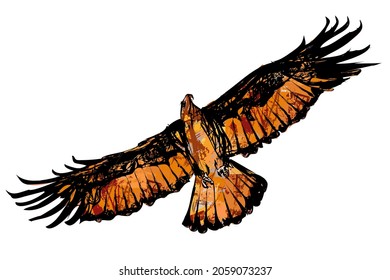 Eagle flying searching for pray -  vector illustration 