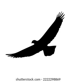 Eagle in flying. Eagle silhouette isolated on white background. eagle bird symbol or logo design. vector eps10