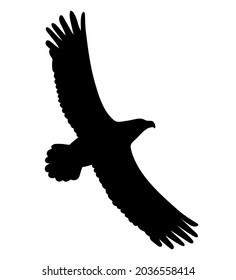 Eagle is flying. Silhouette vector black image.