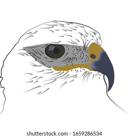 Eagle. Eagle gazes. An eagle gazes and stalks its prey