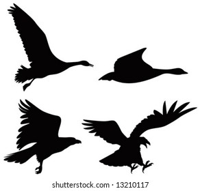 Eagle and geese silhouettes