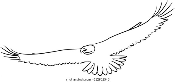 Eagle gliding through air