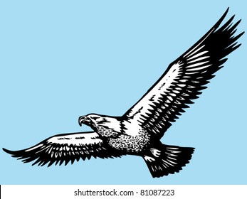 eagle hand drawn