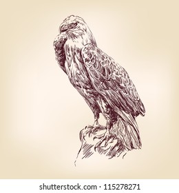 Eagle - hand drawn  vector illustration  isolated