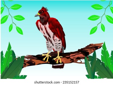 Eagle harpy sitting on tree