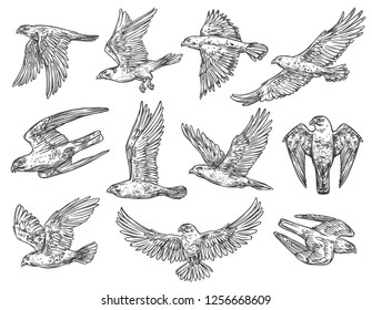 Eagle, hawk and falcon sketches with flying birds of prey. Vector predatory animals hunting or attacking in the air with spreaded wings. Falconry sport, wild nature and wildlife protection theme