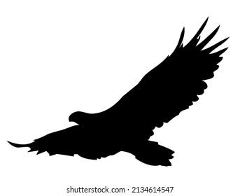 Eagle, hawk, falcon with spread wings, bird, predator, wild animal, wildlife, vector, illustration in black and white color, isolated on white background