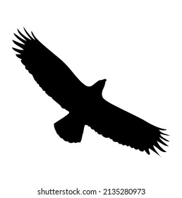 Eagle, hawk, falcon with spread wings flying, bird, predator, wild animal, vector, illustration in black color, isolated on white background