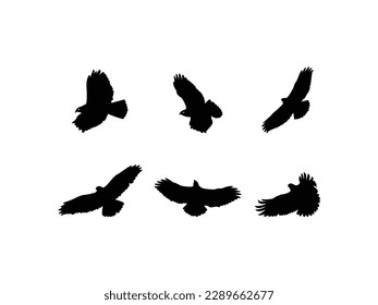 Eagle, hawk, falcon with spread wings flying, bird, predator, wild animal, vector, illustration in black color, isolated on white background.eagle icon illustration isolated vector sign symbol.