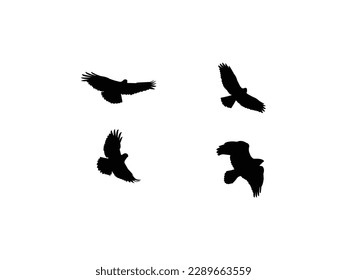 Eagle, hawk, falcon with spread wings flying, bird, predator, wild animal, vector, illustration in black color, eagle icon illustration isolated vector sign symbol. isolated on white background.
