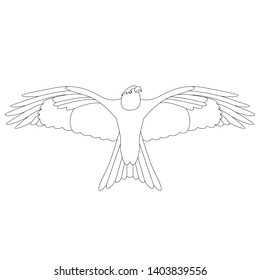 eagle hawk .vector illustration,lining draw