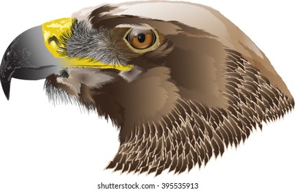 eagle head