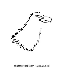 eagle head beak predator feather image
