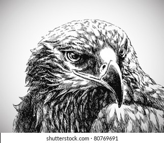 eagle head line art