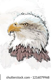 Eagle head vector colorful realistic hand-drawn sketch style isolated illustration with big transparent eagle background