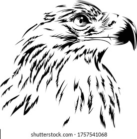 Eagle head, vector illustration, black and white, mountain eagle