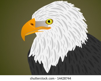 Eagle illustration