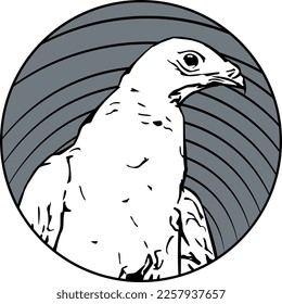 Ilustración de águila. Diseño del logo de Águila. Arte vectorial. Retrato de un águila árabe.  