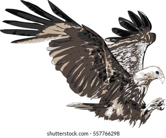 Eagle isolated on a white background -  Vector art