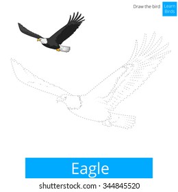 Eagle learn birds educational game learn to draw vector illustration