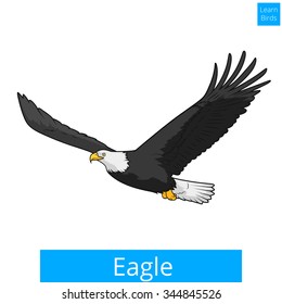 Eagle learn birds educational game vector illustration
