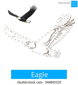 El águila aprende el juego educativo de las aves aprender a dibujar ilustración vectorial