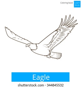 Eagle learn birds educational game coloring book vector illustration