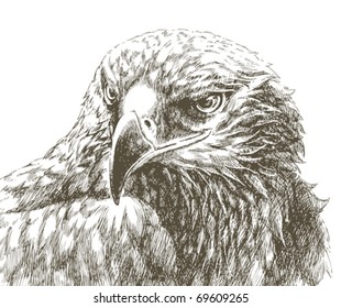 eagle line art