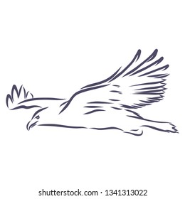 Eagle on flight contour, vector illustration