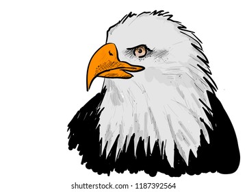 Eagle on the white