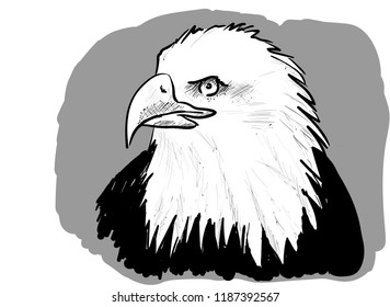 Eagle on the white