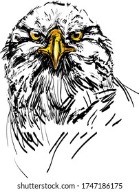 eagle on a white background