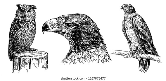 Eagle and owl. Hand drawn set.