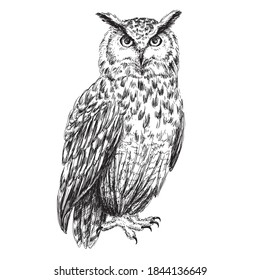 Eagle owl sketch isolated on white background. Hand drawn pen and ink vintage bird illustration.