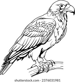 Eagle Realistic Animal Hand Drawn Illustration Vector For Coloring Book