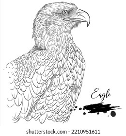 Eagle, realistic bird animal sketch, vector illustration