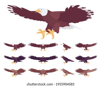 Eagle set, large powerful bird with massive wings in flight. Wildlife study, ornithology and birdwatching concept. Vector flat style cartoon illustration isolated on white background, different views