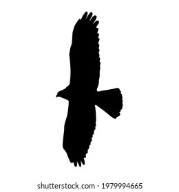 eagle silhouette drawing, vector illustration