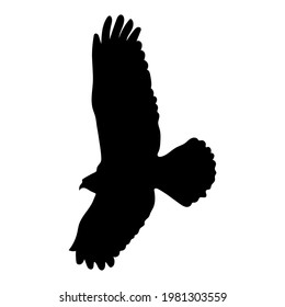 silueta de águila, dibujo, ilustración vectorial