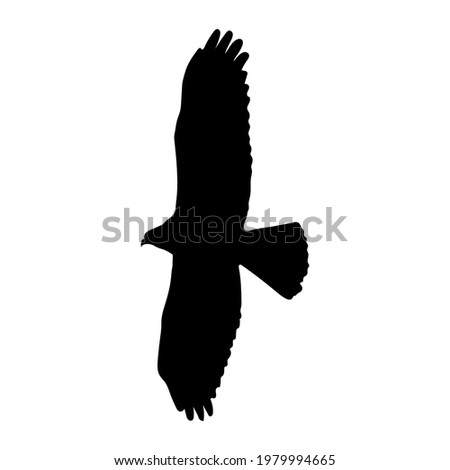 eagle silhouette drawing, vector illustration