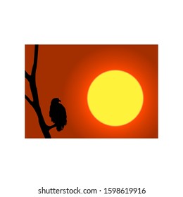 eagle silhouette perched sunset background 