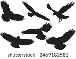 Eagle Silhouette Set Collection set  Isolated On White Background	
