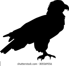 Eagle silhouette standing