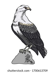 Eagle, sitting on the stone. Predatory bird, hand drawn. Vector illustration, isolated on white.