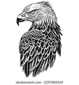 eagle sketch  hand drawing wildlife  vintage engraving style  vector illustration bird
