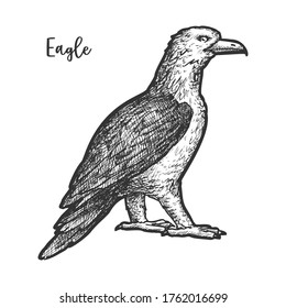 Eagle sketch or hand drawn bird. Vector illustration of falcon or hawk. Bald animal with wings and beak, feather. Engraved natural predator emblem. American independence and freedom theme. Wildlife